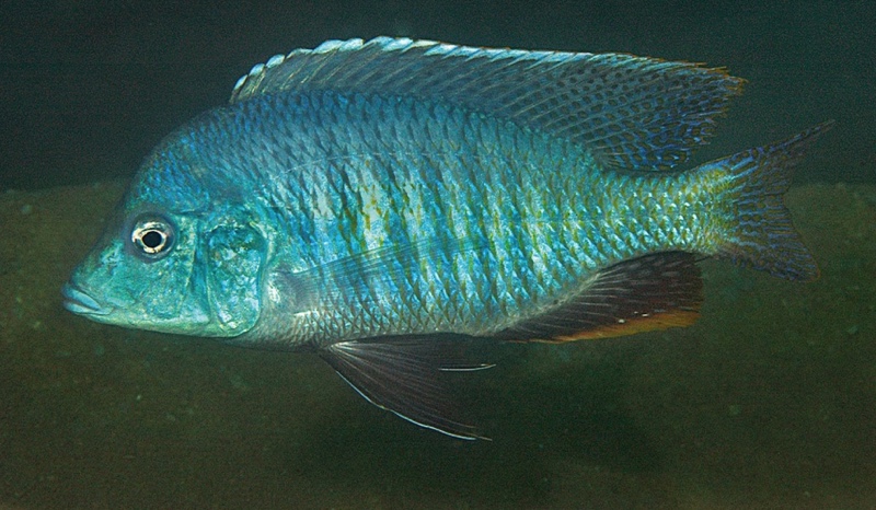 Trematocranus microstoma 'Chembe Beach'